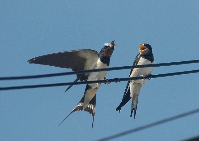 swallows, barn swallows, briti-1.jpg - SWALLOWS - HAYLING ISLAND - 28.7.08